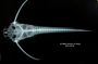 Ernstichthys intonsus FMNH 94603 holo dv x